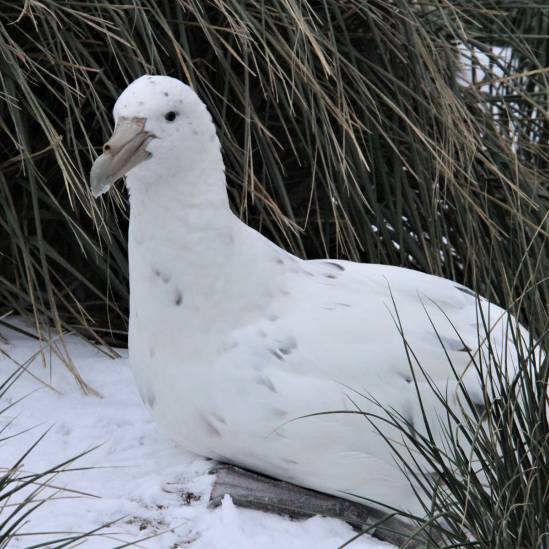 Featuring ACAP-listed species and their photographers: the Southern Giant Petrel by Alexandra Dodds