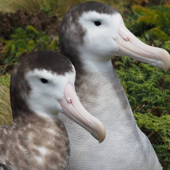 Featuring ACAP-listed species and their photographers: the Antipodean Albatross by Kath Walker