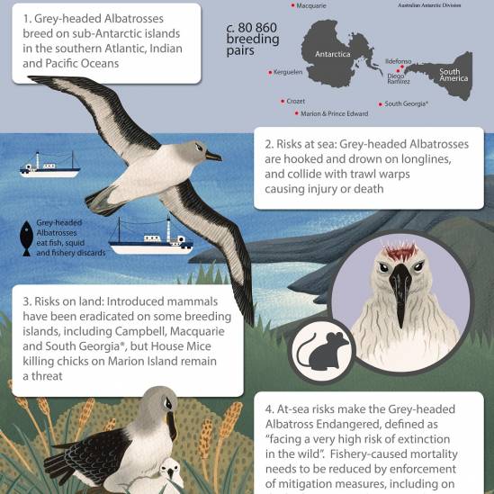 ACAP and the Australian Antarctic Division co-publish infographics for the Grey-headed and Shy Albatrosses