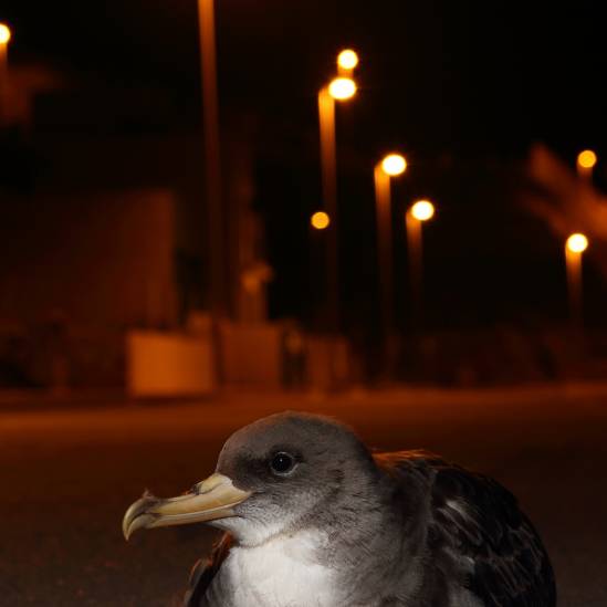 World Migratory Bird Day, light pollution and ACAP-listed albatrosses and petrels