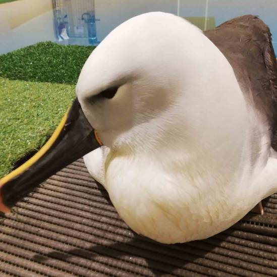 Albert and Emily: mixed fortunes for two rescued Indian Yellow-nosed Albatrosses
