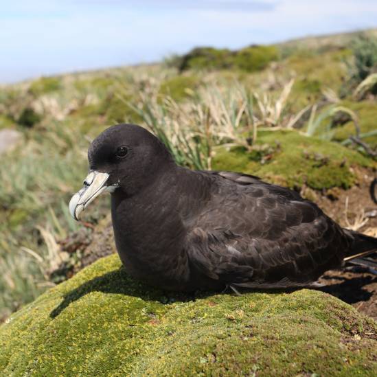White-chinned Petrels on Possession Island respond positively to bycatch mitigation