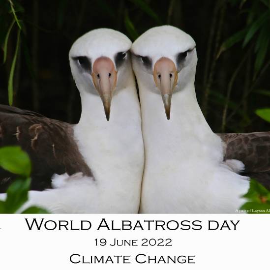 Climate Change is the challenge for the third World Albatross Day in 2022