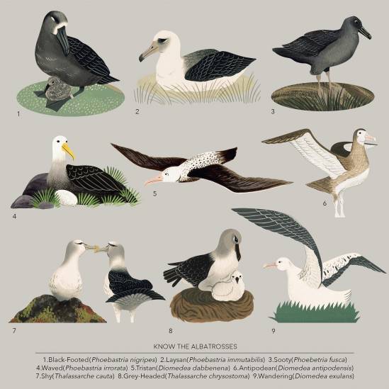 Nine albatrosses painted by Namo Niumim from Thailand for ACAP’s infographic series
