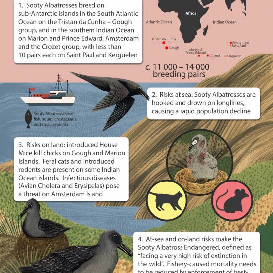 ACAP releases its ninth Species Infographic, this time for the Endangered Sooty Albatross