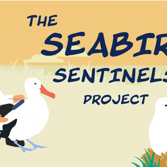 Final animation from the Seabird Sentinels Project released in support of World Albatross Day 2022