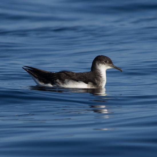 Can't see for the turbidity: climate change and its potential to negatively impact foraging for diving pelagic seabirds