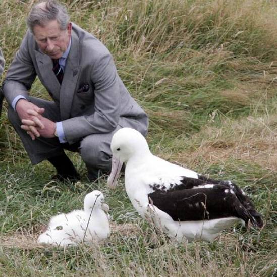 THE ACAP MONTHLY MISSIVE  A royal connection with albatrosses.  A reflection at the end of the Second Elizabethan Age
