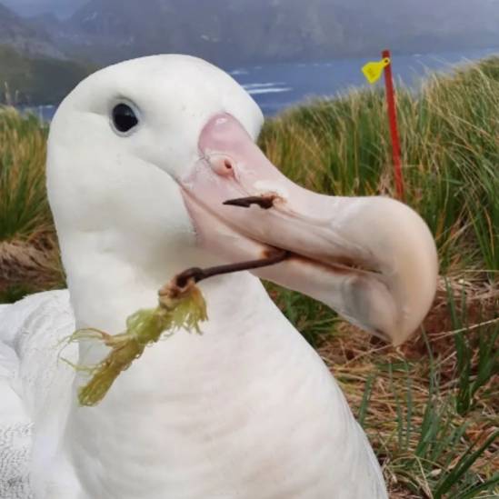 Hooked!  Two Wandering Albatrosses on Bird Island in the South Atlantic get a reprieve to continue breeding