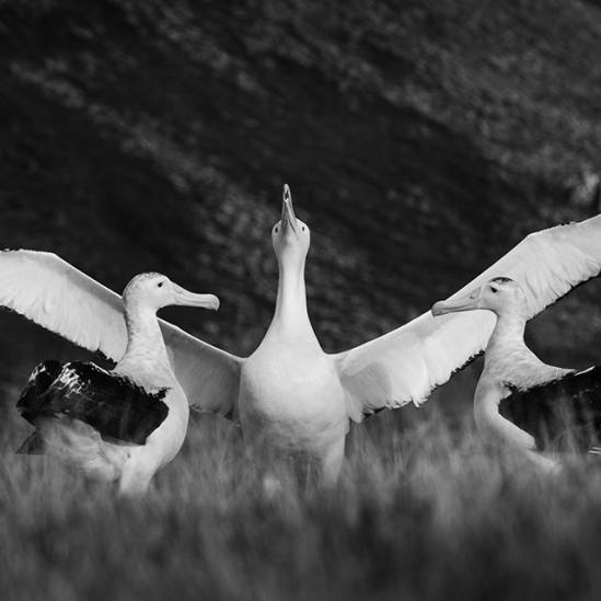 Shy males lose out, but females have it easy.  Divorce in Wandering Albatrosses