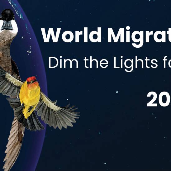 World Migratory Bird Day set to 