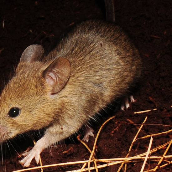 A long way to go before an island eradication is achievable?  Using genetic biocontrol on introduced House Mice