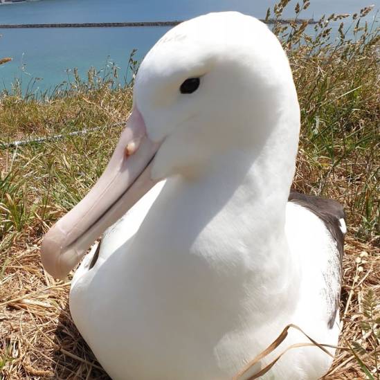 Missing Northern Royal Albatross eggs mystery likely to remain unsolved