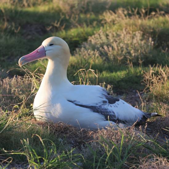 Short-tailed Albatrosses George and Geraldine are back incubating on Midway, and they have some new friends!