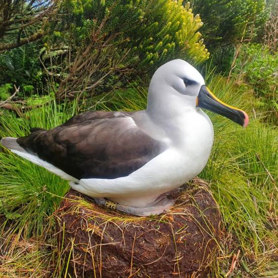 An Atlantic Yellow-nosed Albatross is drowned at sea while its partner incubates on Gough Island, but there is a silver lining …