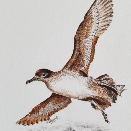 Are the ACAP-listed Balearic Shearwater and the Yelkouan Shearwater two separate species?  A new genetic study says not