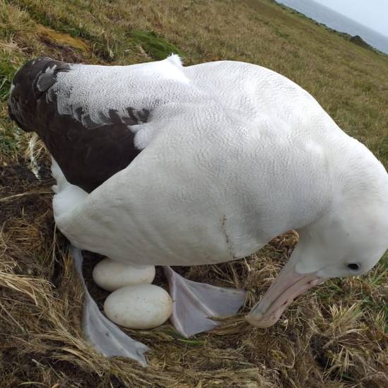 First record of a Wandering Albatross nest with two eggs on Marion Island results in a chick fledging