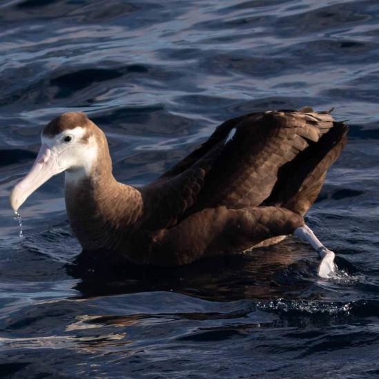 Older and wiser: Albatrosses avoid fishing vessels as they mature