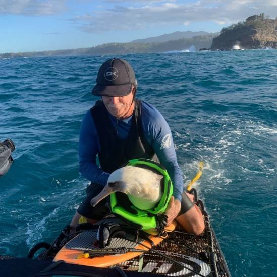 Waterlogged by your own egg!  A Laysan Albatross survives an attack by a feral pig to nearly drown at sea