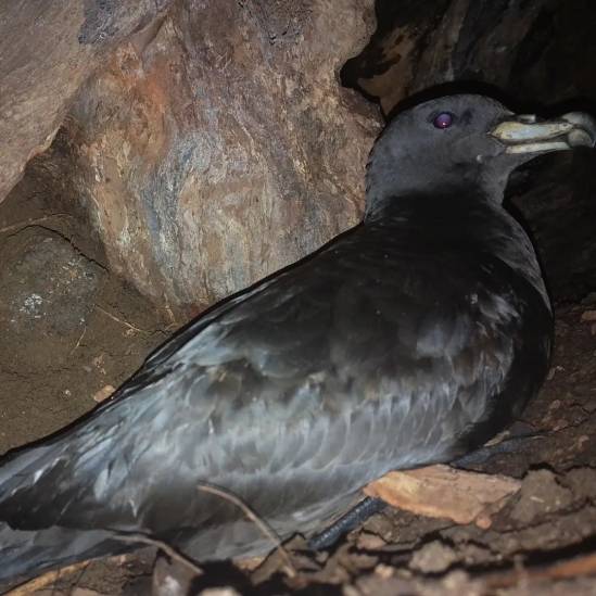 Not only on Hirakimata and Glenfern.  Black Petrels have been found breeding at two more sites on Great Barrier Island