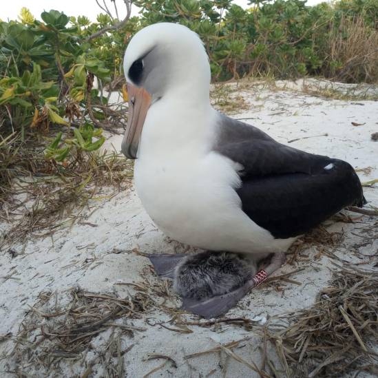 Wisdom, the world’s oldest known Laysan Albatross, is a grandmother once again