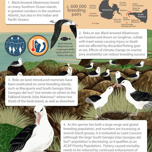 ACAP’s 11th infographic depicts the Black-browed Albatross