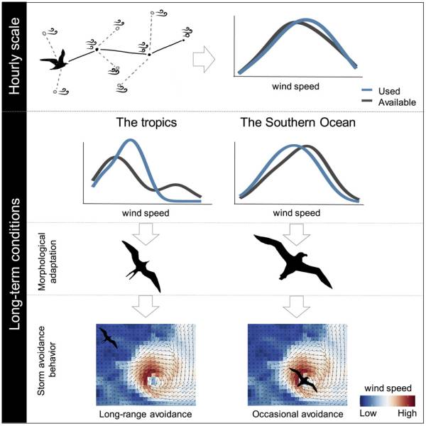 Analysis of seabird flight tracking data reveals relationship between flight morphology and responses to varying wind speeds