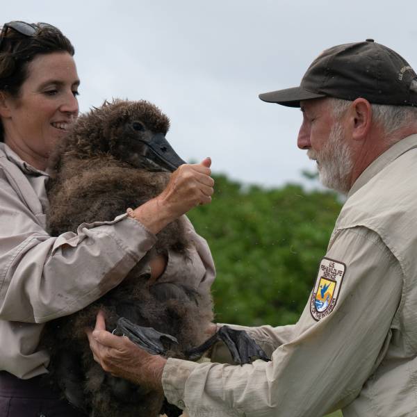 UPDATED.  Who’s a big boy then? Midway Atoll’s latest Short-tailed Albatross chick gets its bands - and fledges a month later