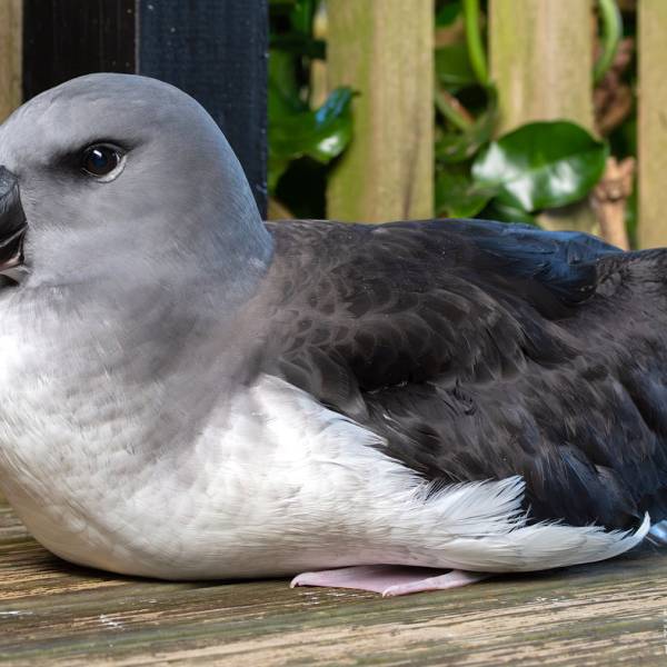 A Grey-headed Albatross entangled by a fishing balloon comes ashore in Northland, New Zealand