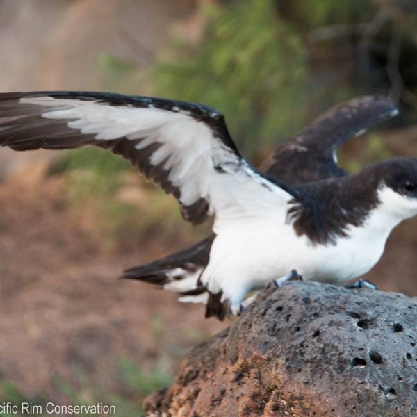 Translocation of Newell’s Shearwaters and Hawaiian Petrels establishes a breeding colony free of introduced predators on Kauai