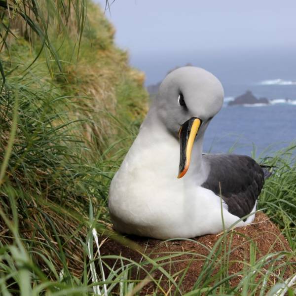 Australia's Macquarie Island Marine Park gets the go ahead to triple in size