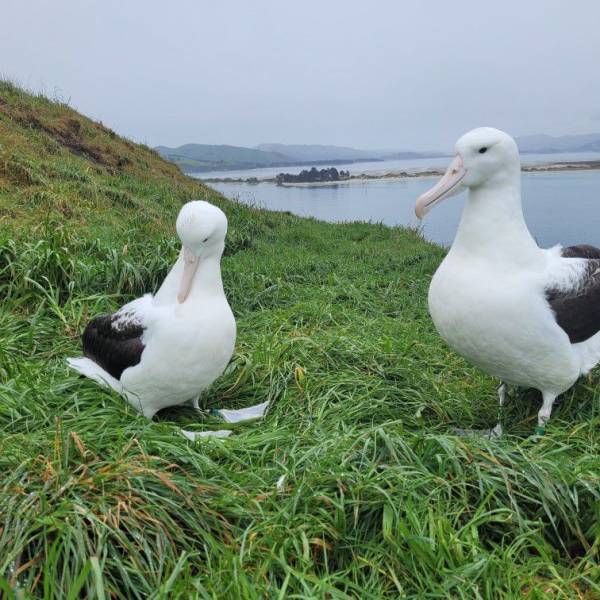 “We hope you have your bells ready!” The first Northern Royal Albatrosses for the 2023/24 season return to Taiaroa Head