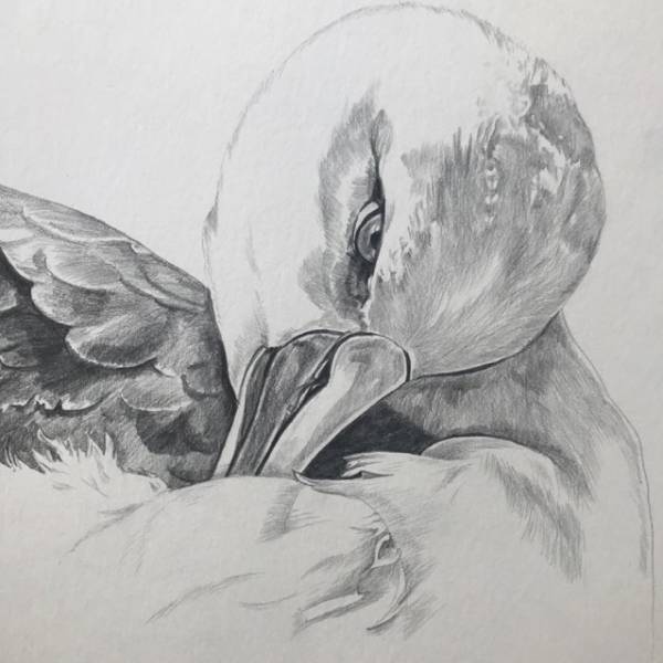 It’s Bird of the Year time again in Australia and New Zealand. Could an albatross win at last?