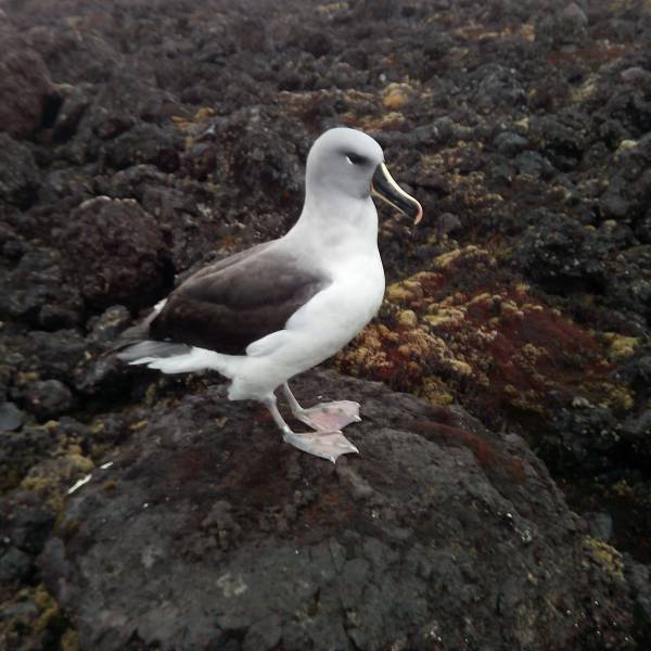 Crash landings are a significant cause of mortality in Marion Island’s Grey-headed Albatrosses