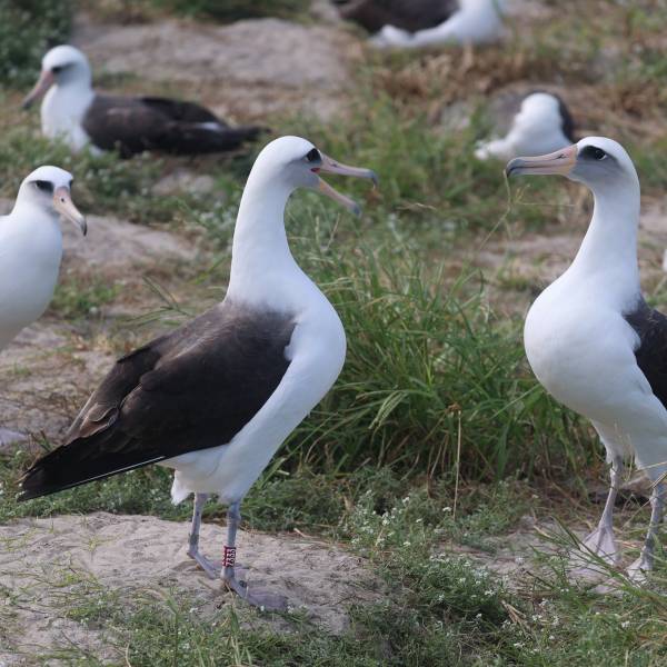 She's back!  Wisdom, the seventy-something Laysan Albatross, dances in another season on Midway Atoll