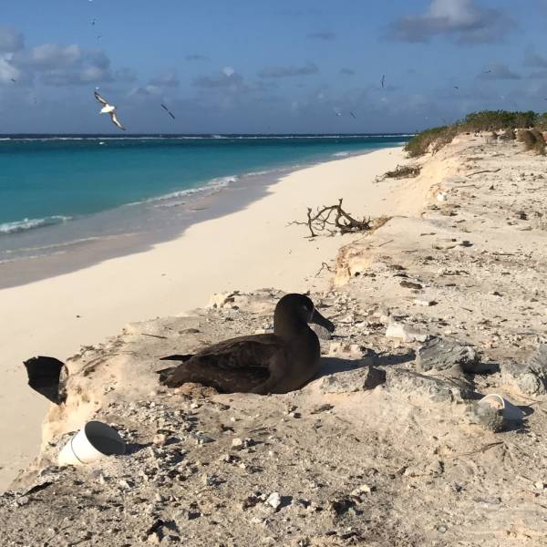 A moving effort for conservation. Another batch of Black-footed Albatross eggs is successfully translocated to Mexico 