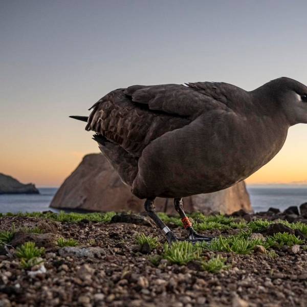 No place like a new home? First Translocated Black-footed Albatross returns to Isla Guadalupe