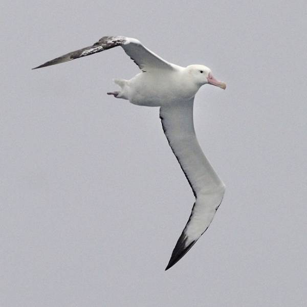 High Pathogenicity Avian Influenza has spread to Wandering albatrosses on subantarctic islands
