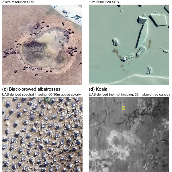 A review of wildlife census guidelines using drones or satellites published