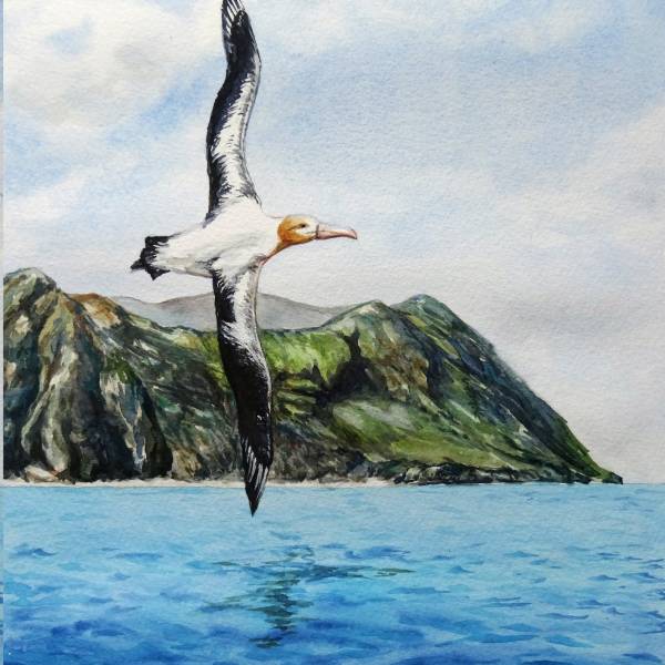 Flávia Barreto supports the conservation of the Short-tailed Albatross with her art for World Albatross Day 202