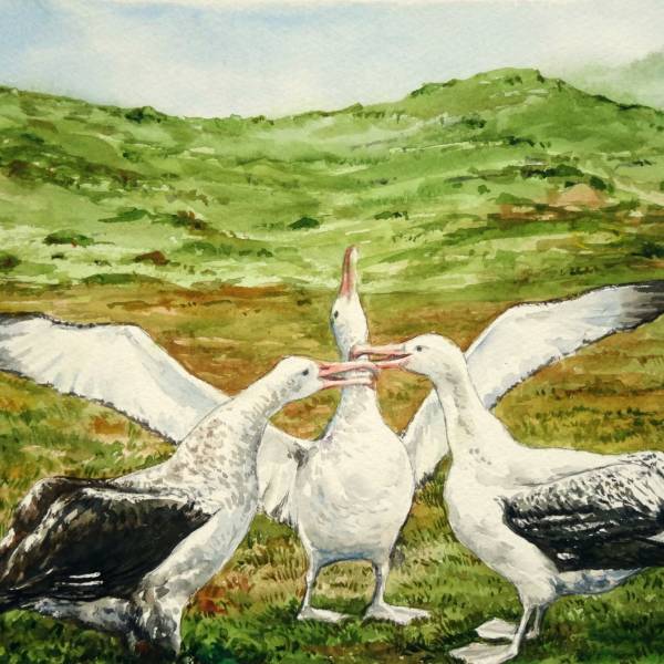 Albatross and petrel art!  Artists & Biologists Unite for Nature paint in support of the Mouse-Free Marion Project