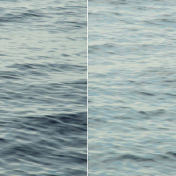 An abnormally coloured Calonectris shearwater is photographed off Madeira