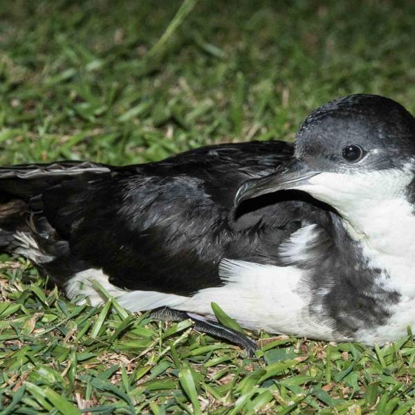The Pacific Regional Environment Programme publishes a seabird manual