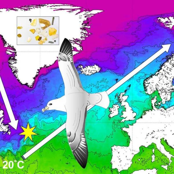 Plastic ingestion by Northern Fulmars