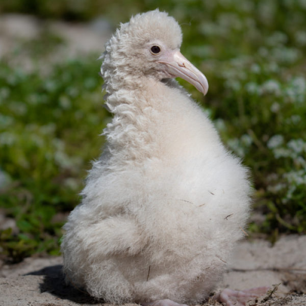 Records of leucism in albatrosses on Midway Atoll, Marion Island and in the South Atlantic