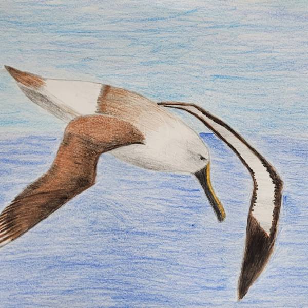 Art students in India produce paintings in support of World Albatross Day on 19 June
