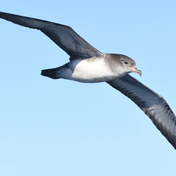 Oikonos Ecosystem Knowledge has been tracking Pink-footed Shearwaters for two decades