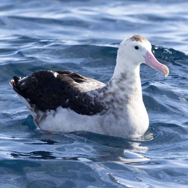 Two colour-banded albatrosses from New Zealand get photographed at sea off Australia