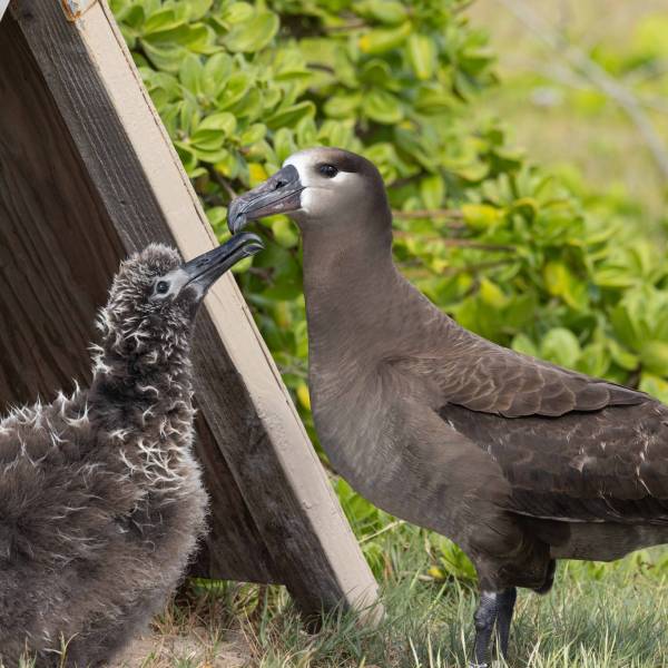 A translocated Black-footed Albatross pair fledges a chick on the Hawaiian island of Oahu