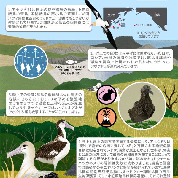 ACAP releases species infographics for three North Pacific albatrosses in Japanese in support of World Albatross Day